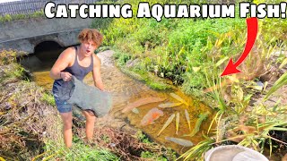 Catching Rare AQUARIUM FISH From Creek!