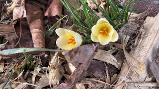 春天的第一朵小花 - 藏红花 Crocus - 不嫌小