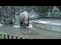 9 11シャンシャン突然キョロキョロして何かあった？giantpanda uenozoo@tokyo