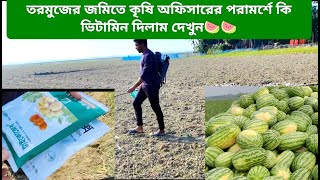 তরমুজের জমিতে কৃষি অফিসারের পরামর্শে কি ভিটামিন দিলাম দেখুন #agromoment  #watermelon  #তরমুজ