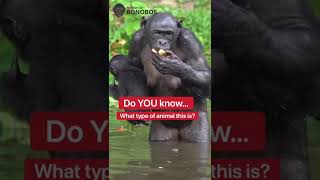 What Is A Bonobo??? 🤔 #shorts #animals