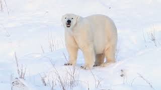 Polar Bear sniffing the air