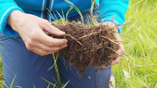 Klimabonden og jordpakking: Grasartar