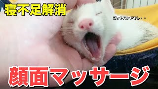 【寝不足解消】巷で話題の顔面マッサージを試してみた~ferret life~