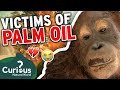 Palm Oil - A HUGE Problem Putting Animals On The Verge Of EXTINCTION! 😭💔 | Curious?: Natural World