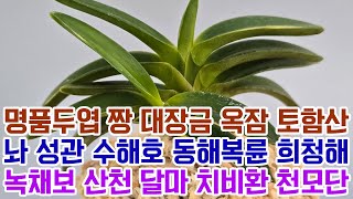 명품두엽 짱 대장금 옥잠 토함산 놔 성관 수해호 동해복륜 희청해 녹채보 산천 달마 치비환 천모단 (풍란부귀란) [꽃밭에서 난원] 난초 orchid 명품풍란 최고의 난테크 짝고 귀욤