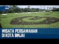 Wisata Persawahan Kota Binjai | Halo Indonesia