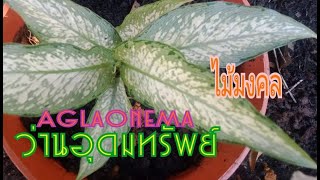 Aglaonema#ว่านอุดมทรัพย์ไม้มงคลไมประดับในอาคารได้ไม้ฟอกอากาศดูดซับกิ่นอับสารพิษแดดรำไรดินร่วนดินชื้น