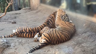 ミンピお母さんと遊ぶアバディくん【‎2025年‎1月30日】【上野動物園】スマトラトラ