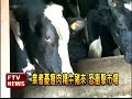 美瘦肉精擬解禁 畜牧業跳腳－民視新聞