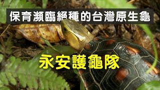 【動物保育】永安護龜隊｜保育瀕臨絕種的台灣原生龜 (我們的島 1144集 2022-02-21)