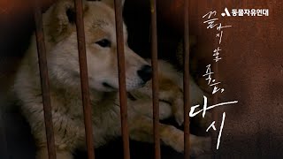 [개 식용 종식]  2024 개식용 종식 문화제 \