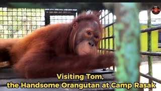 Visiting  Tom, the Handsome Orangutan at Camp Rasak