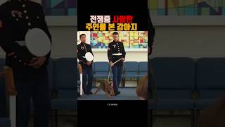 전쟁중 사망한 주인을 본 강아지 #강아지 #믹스견 #dogshorts #유기견