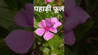 pahadi flower#Pahadi phool#beautiful natural##pahadi ##uttrakhand...