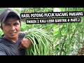 SAYA JAMIN ‼️ TEKNIK PEMANGKASAN INI  KACANG PANJANG AKAN BERBUAH SUPER LEBAT PART 2