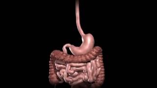 Gastric Bypass animation | عملية تحويل مسار معدة بالمنظار