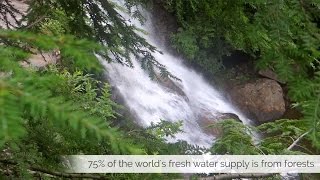 How Trees Help Create the Fresh Water Supply
