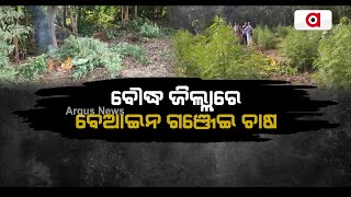 ବୌଦ୍ଧ ଜିଲ୍ଲାରେ ବେଆଇନ ଗଞ୍ଜେଇ ଚାଷ | Illegal Cultivation of Ganja | Boudh