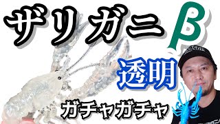 【ガチャガチャ】ザリガニβ【透明のザリガニだ！！】開封\u0026レビューします。【ターリンインターナショナル】ザリガニフィギュア