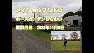 メイショウブシドウ近況報告(2023年11月撮影)