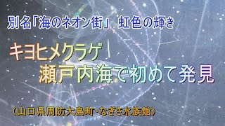 キヨヒメクラゲ　瀬戸内海で初めて発見　山口県周防大島町・なぎさ水族館