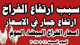 اسعار الفراخ البيضاء اليوم سعر الفراخ البيضاء اليوم السبت ١١-١-٢٠٢٥ في المحلات في مصر