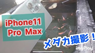 iPhone Pro  Maxでメダカ撮影してみた！