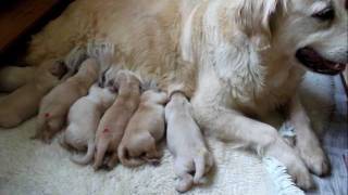 Introducing the Messano 'Y' litter at 5 days old