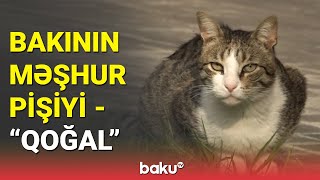 Hamının sevimlisinə çevrilən pişik