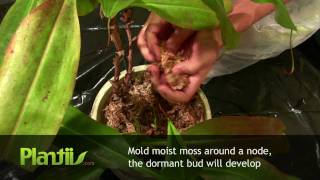 Propagating Nepenthes through Air Layering