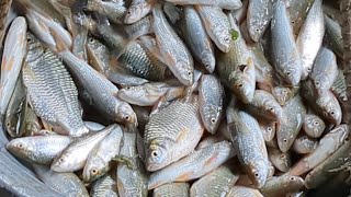 Alive Tatkini Fish Selling at Chatmohar Wholesale Fish Market Pabna | Fish Fin | Bangladesh