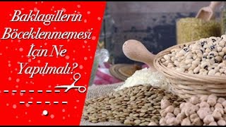 Baklagillerin Böceklenmemesi İçin Ne Yapılmalı?