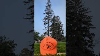 Removing a hazardous spruce with FOR 226