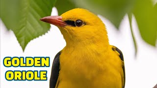 Golden Oriole Song / Le Chant du Loriot d'Europe / Pirol Gesang / Zlatna Vuga pjeva