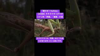 【ASMR】オオカマキリがツチイナゴを「狩猟」「捕食」する音 #bug #虫の音 #asmr #mantis #korea #chewingsounds