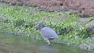 岩鹭 Pacific Reef Egret