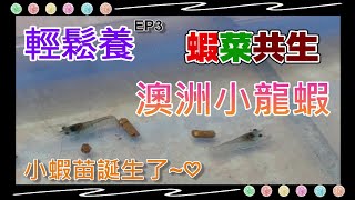 小蝦苗誕生了!! 輕鬆養 澳洲小龍蝦 EP3  蝦菜共生 澳洲小龍蝦飼養紀錄 4K