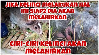 12 ciri-ciri kelinci akan melahirkan