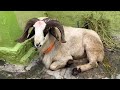 Bakri Eid sheep 2022 Neelsandra