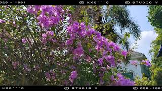 Bougainville | Flower hut