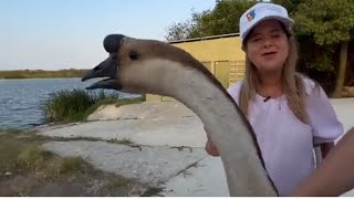 Polémica propuesta: ¿cisnes en el lago de Puerto Colombia?