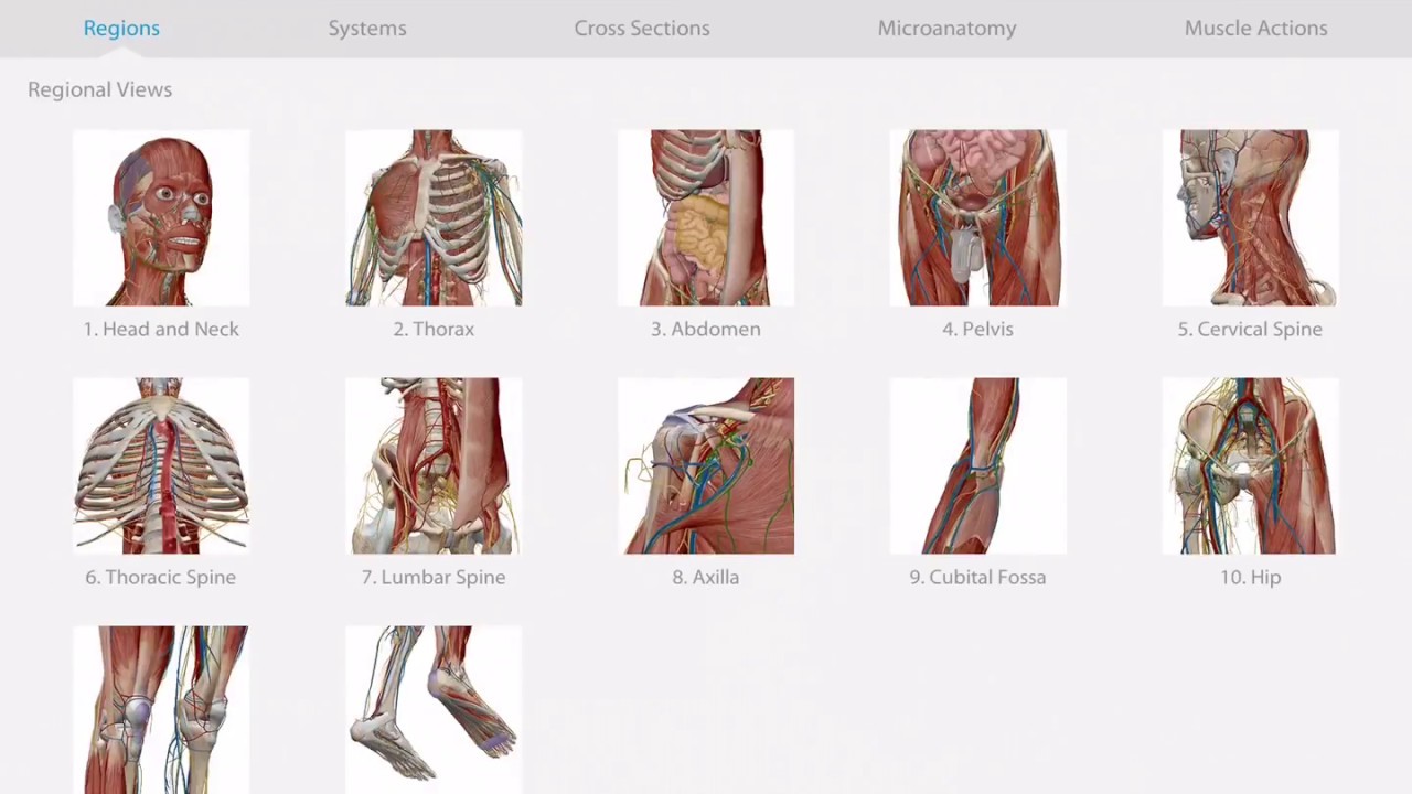 3d Human Anatomy Atlas 2 - OstashokX