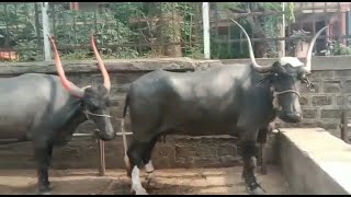 || सुंदर पंढरपुरी गवळारु म्हशी पहा || Beautiful Pandharpuri Buffalo ||