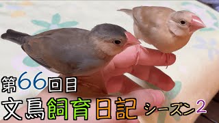 文鳥飼育日記シーズン2第66回目