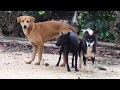 Awesome Rural Dogs !! Street Dogs Meeting for the Summer Season in Village