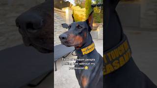 No touchy touchy✋🏻 #doberman #dog #funny