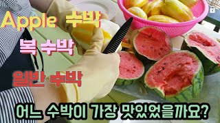 장마에 수박 참외 토마토 땄어요..apple수박  복수박 일반수박 어느수박이 가장 맛있었을까요??.