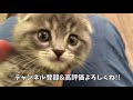 目薬のために布にくるまれた子猫… スコティッシュフォールドのつむ