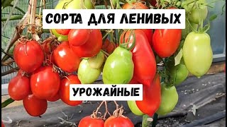 10 СОРТОВ ТОМАТА - ПОСАДИЛ И ЗАБЫЛ, САМЫЕ БЕСПРОБЛЕМНЫЕ!